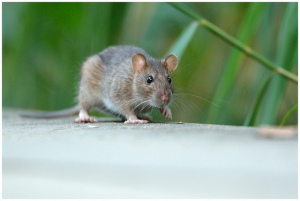 getting-rid-rodents