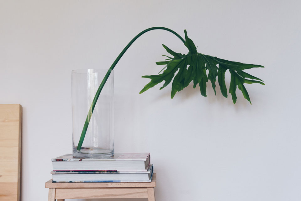 Lacy Leaf Philodendron
