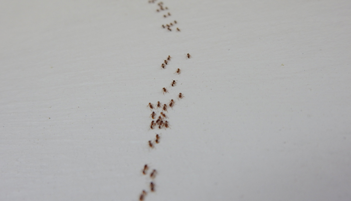 ants in the home