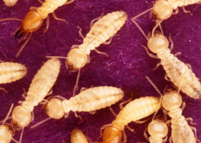 pest infestation termites