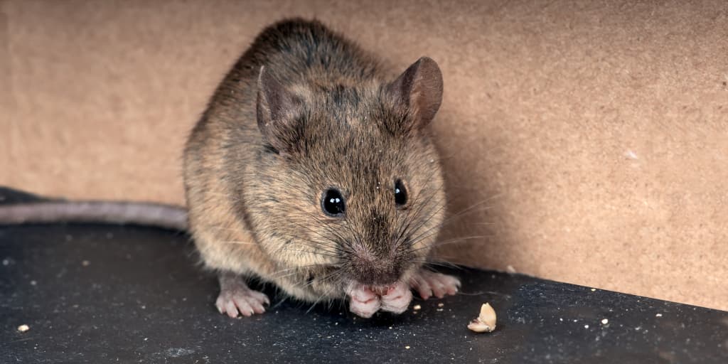 How to get rid of mice in loft