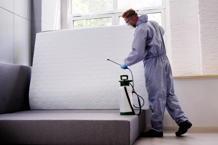 bed bugs prevention